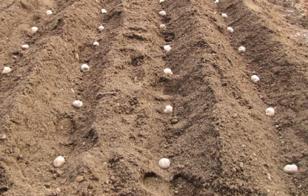 В чем секрет популярности голландской технологии выращивания картофеля